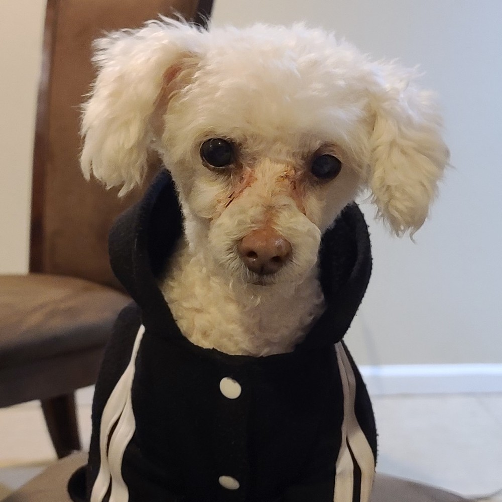 Meet your Posher, Chris